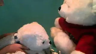 The extreme Polar bear fight!