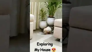 labrador comes home | new home for my dog | Labrador lovers | #labradorpuppy  #shorts #doglover