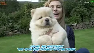 CHOW CHOW FACTS!! | Phoenix Franchise Brands