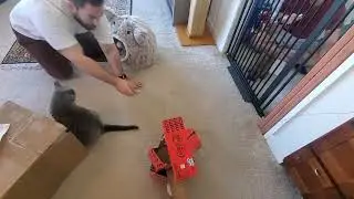 how to introduce defensive/ antisocial older cat to a kitten.
