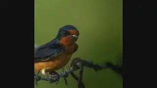 Barn Swallow and insect-eating bird losses since 1970