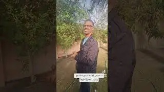 تشخيص مرض شجرة المانجو وسبب عدم إثمارها #البحرين #الخليج_العربي #زراعة #agriculture