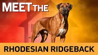 Meet the Rhodesian Ridgeback The Ultimate Guard Dog for Protection!