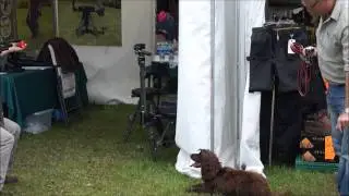 Text Book Shot and Retrieve at the Scottish Gamefair 2014