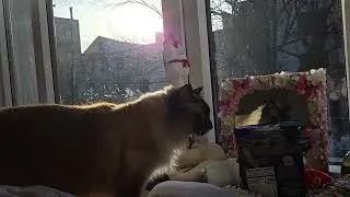 cat finds self in mirror