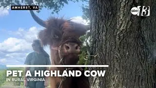 The miniature Highland cow craze is taking off in Virginia