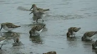 Spring Birding at Beluga Slough