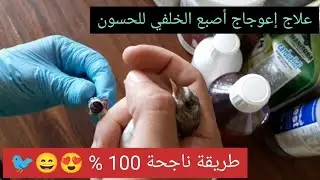 علاج إعوجاج أصبع الخلفي للحسون طريقة سهلة وناجحة 100% 😊🐦😊