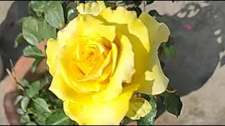 Dr. Seema Verma is live, welcome Friends 🎉#live#livestream