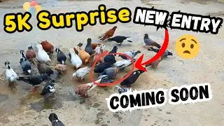 Sunday 24/Aug/25. 5K Special New Entry Coming Soon 🔥 bird's vlog Liaqutabad Pigeons Official 