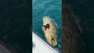 #fishing #boatingfun #lifeisbutadream