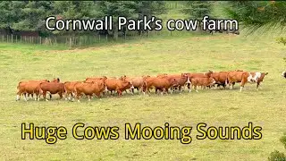 Huge cows mooing sounds in Cornwall Park farm ！- cow mooing sounds video ！