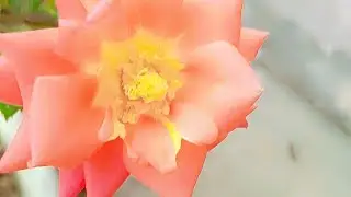 Tarrice garden fruit plant flower plant