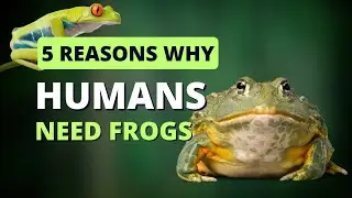 5 REASONS WHY HUMANS NEED FROGS || We Can't Live Without Them!!