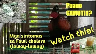 FOWL CHOLERA |  AT PAANO GAMUTIN? | BUHAY PROBINSYANO