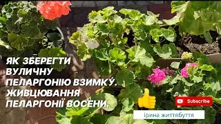Як зберегти вуличну пеларгонію взимку. Живцювання пеларгонії восени.
