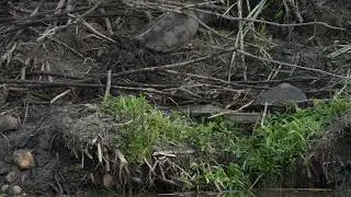 On a northern USA Beaver lodge, a North American Snapping Turtle has found a spot to lay her eggs