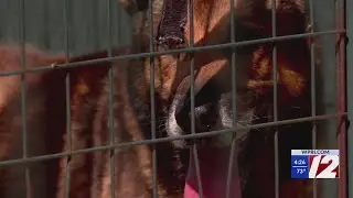 New Massachusetts license plates honor fallen officer, helps retired K-9's