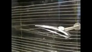 Wing tip vortex formation in smoke tunnel over 3D wing tip