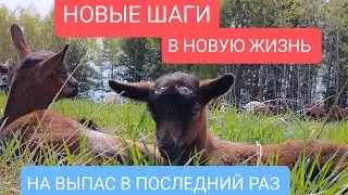 Знакомство телок с электропастухом. Новый дом коровкам.