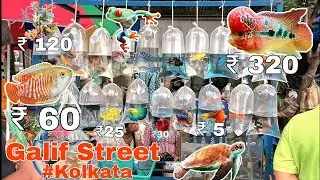 Galiff Street Fish Market || Fish Market Kolkata || Galiff Street Vlog || Pet Market Kolkata