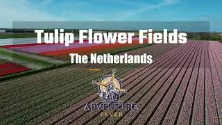 Dutch Tulip Flower Fields