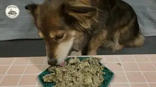 Dog Eating ASMR 🐶 | Lick Mat with Raw Green Tripe (Calm Morning Sounds)