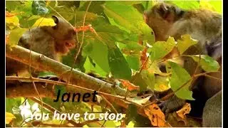 OMG | Jane punch Janet out stop wait milk  | Janna cry loudly out of milk cos Janet chase her