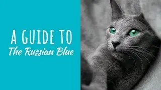 A Guide To The Russian Blue Cat