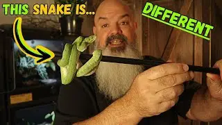 My New Snake is Setup & Handled Differently Than Any Other Snake I Have