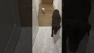 &ldquo;Follow Me to Bed!&rdquo; 🐶💤 These Dogs Didn&rsquo;t Hesitate!