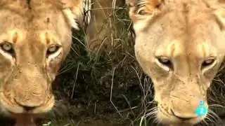 Leones Blancos   Nacidos Salvajes   Cap 2 La lucha por la supervivencia   Documental TV2