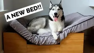 I got my dog a new bed! Watch this husky get his scent all over his new bed!!!!