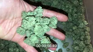 Three Shearline Originals inline