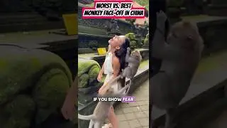 The Worst Monkeys in China vs. The Best #monkey #wildanimals #viral #short