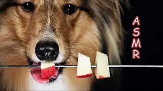 ASMR Crunchy Apple 🐶 Dog Eating Sounds Deliciously Tingly No talking