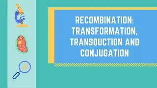 Bacterial Genetic Recombination: Transformation, Transduction and Conjugation made EASY