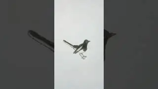 How to draw magpie||easy drawing magpie||দোয়েল পাখির ছবি আঁকা..#easy #drawing #technique #shorts