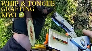 Whip & Tongue grafting large kiwifruit sucker 🥝 | Scionon Grafting Shears - SGS4-20R + Prototype