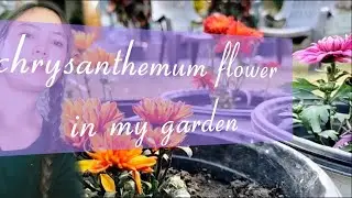 Beautiful chrysanthemum flowers blooming in my garden 