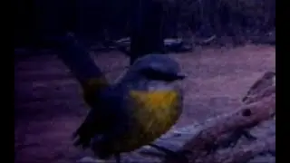 Eastern Yellow Robins (Eopsaltria australis)