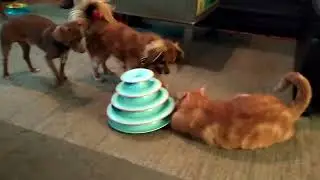 Custom dog deterrent hat 😂