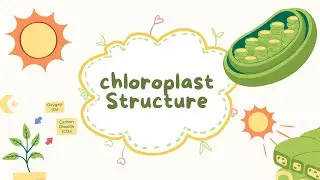 structure of chloroplast #science  #photosynthesis #prep2  #ساينس  #تانية_اعدادي