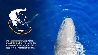 Sperm whales of the Hellenic Trench