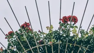 Hello everyone 🤠🤠#roses#garden#gk#shortsfeed#viralshort