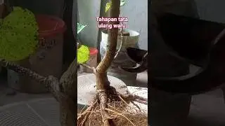 tahapan tata ulang waru india#shorts#bonsai#channel@Ami rasto#trending