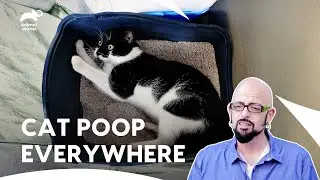 How Jackson Solved These Crazy Cats Behavior Issues? | My Cat From Hell | S6 Ep 4,5,6| Animal Planet