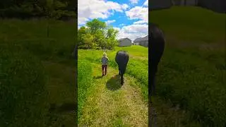always time for a snack on walks #horse #percheron #drafthorse #horses #animals #caballos