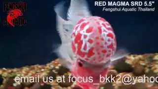 RED MAGMA SRD by fengshui aquatic Thailand around 5.5inches