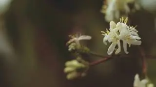 Azahar Bloom (c&iacute;trico fresco)